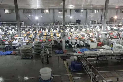 湖北食品廠根據(jù)生產(chǎn)計(jì)劃,為滿足生產(chǎn)需求,現(xiàn)面向社會(huì)招收一批季節(jié)性員工