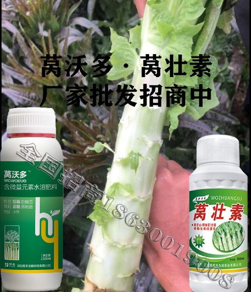 為峰肥業(yè)萵壯素,萵筍膨大為峰肥業(yè)萵筍葉面肥用的時(shí)間