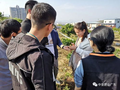 走進(jìn)果園 中墾肥業(yè)農(nóng)業(yè)專家親赴廣西砂糖桔種植基地 交流施肥經(jīng)驗(yàn)