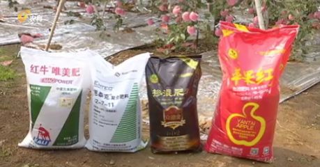 畝產(chǎn)一萬(wàn)八 85以上果子近九成,“蘋(píng)果媽媽”發(fā)財(cái)了