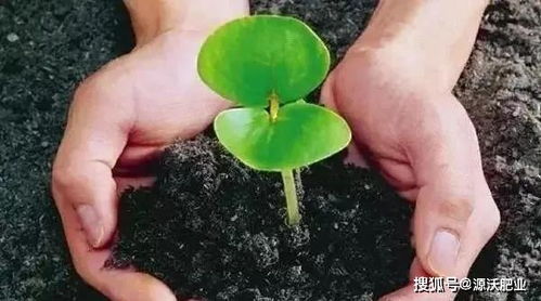 源沃肥業(yè)提示 微生物菌肥不光用,還得養(yǎng) 附方法